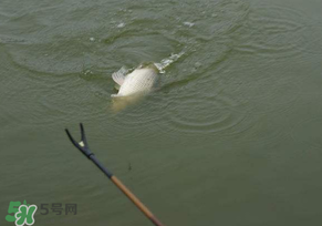 驚蟄過后好釣魚嗎？驚蟄后陰雨天好釣魚嗎？