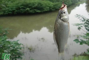 春分節(jié)氣好釣魚嗎？春分釣魚技巧