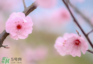 春分開什么花？春分什么花開？