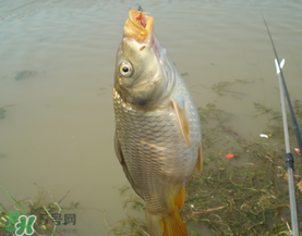 三月份釣鯉魚好釣嗎？3月份釣鯉魚用什么好？