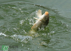 三月份釣鯉魚好釣嗎？3月份釣鯉魚用什么好？