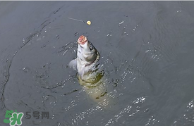 三月份釣鯉魚好釣嗎？3月份釣鯉魚用什么好？