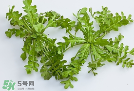 薺菜有蟲(chóng)子嗎？薺菜根有蟲(chóng)子嗎？