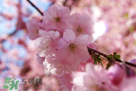 桃花可以釀酒嗎？桃花能泡酒喝嗎？