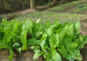 芥菜能和雞肉一起吃嗎？芥菜與雞肉同吃會中毒嗎？