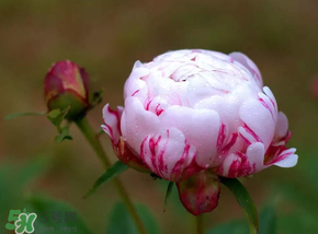 春天能種芍藥嗎？芍藥幾月種植？