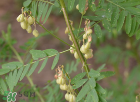 春天能吃黃芪嗎？春天吃黃芪好嗎？