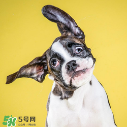 狂犬疫苗多少錢(qián)？狂犬疫苗價(jià)格？