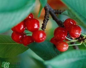 吃櫻桃的好處 吃櫻桃的好處與壞處