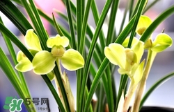 蘭花怎么養(yǎng)？蘭花怎么種？