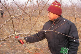 春天桃樹能剪枝嗎？桃樹春季什么時間剪枝？