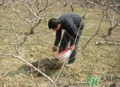 桃樹春天什么時候澆水？桃樹什么時候澆水？