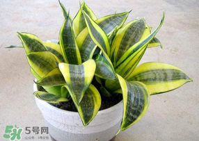 春天種什么植物？春天適合種什么植物？