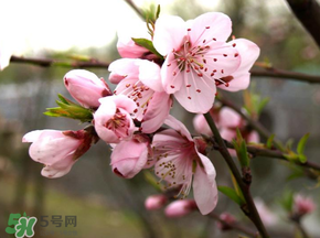 四月份還有桃花嗎？桃花幾月份開？