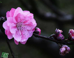 四月份還有桃花嗎？桃花幾月份開？