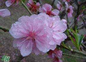 四月份還有桃花嗎？桃花幾月份開？