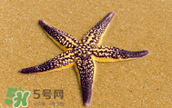 海星怎么吃？海星能吃嗎？