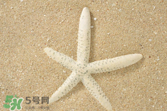 海星怎么吃？海星能吃嗎？