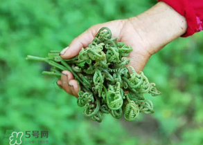 糖尿病能吃蕨菜嗎？糖尿病可以吃蕨菜嗎？