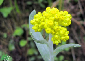 清明菜開花了能不能吃？清明菜怎么吃？