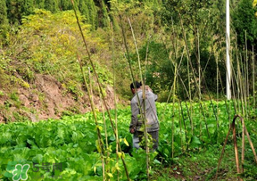 清明節(jié)種什么菜？清明節(jié)前后種什么菜？