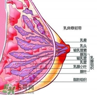 胸小會不會沒奶水 胸大小和奶水少有關系嗎