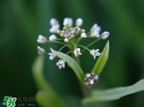 薺菜什么時(shí)候開(kāi)花？薺菜花什么時(shí)候采？