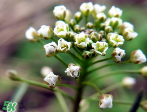 薺菜什么時(shí)候開(kāi)花？薺菜花什么時(shí)候采？