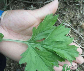 蒿子是艾葉嗎？蒿子和艾葉的區(qū)別