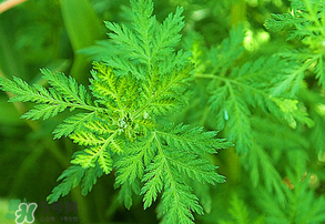 青蒿是什么植物？青蒿是種子植物還是裸子植物？