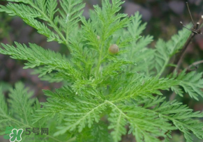 青蒿是什么植物？青蒿是種子植物還是裸子植物？