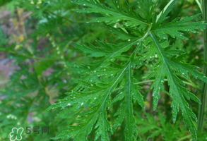 青蒿是什么植物？青蒿是種子植物還是裸子植物？