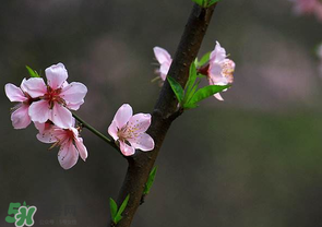 清明節(jié)還有桃花嗎？清明節(jié)去哪里看桃花？