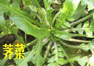 薺菜和狗肉能一起吃嗎？狗肉跟薺菜可以同食嗎？