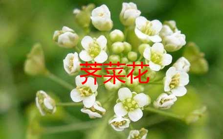 薺菜花