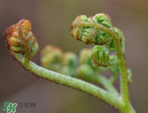 吃蕨菜會過敏嗎？皮膚過敏能吃蕨菜嗎？