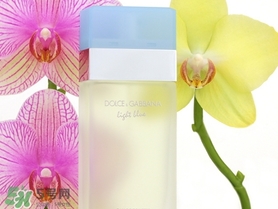 dolce gabanna香水哪款好聞？DG杜嘉班納香水推薦