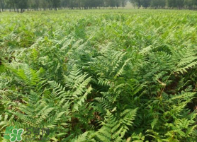 蕨菜可以種植嗎？蕨菜怎么種植？