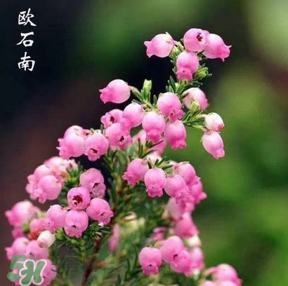 石楠花可以吃嗎？石楠花花語(yǔ)