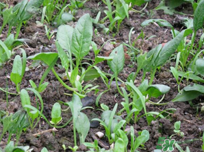 4月份可以種菠菜嗎？菠菜幾月份種？