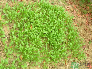 4月份可以種菠菜嗎？菠菜幾月份種？