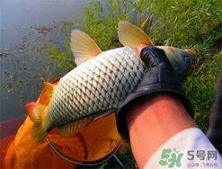 四月份可以釣鯉魚嗎？四月份怎么釣鯉魚？