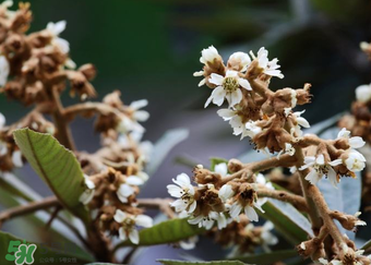 枇杷花孕婦能喝嗎？枇杷花孕婦可以喝嗎？