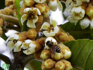 枇杷花孕婦能喝嗎？枇杷花孕婦可以喝嗎？