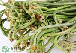 拳頭菜的營(yíng)養(yǎng)價(jià)值_拳頭菜的功效與作用及食用方法