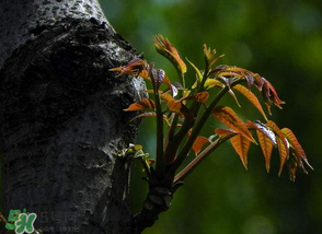 香椿芽可以冷凍嗎？香椿芽怎么冷凍？