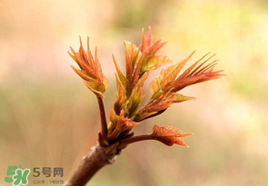 香椿芽可以冷凍嗎？香椿芽怎么冷凍？