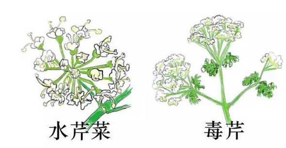 水芹菜有毒嗎？水芹菜有沒有毒