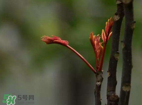 香椿有幾種？香椿哪種好？