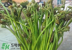 蕨菜價(jià)格 新鮮野蕨菜價(jià)格